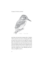 Load image into Gallery viewer, Illustration of a kingfisher with text underneath.
