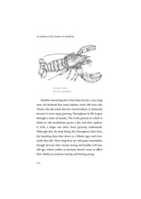 Load image into Gallery viewer, Illustration of a European Lobster with text below.
