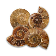 Load image into Gallery viewer, 4 ammonites look like snail shells. 
