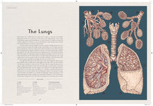 Load image into Gallery viewer, Inside spread features section on &quot;The Lungs&quot; and shows detailed illustration of the lungs. 
