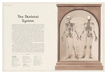 Load image into Gallery viewer, Inside spread shows &quot;The skeletal system&quot; and has illustrations of a skeleton, front and back. 

