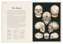 Load image into Gallery viewer, Inside spread shows section on &quot;The Skull&quot; and has illustrations of all sides of a human skull. 
