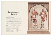 Load image into Gallery viewer, Inside spread shows section on &quot;the muscular system&quot; and shows front and back illustration of a male body&#39;s muscular system. 
