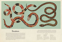 Load image into Gallery viewer, Inside spread shows illustration of 3 snakes interlinked on the top, with a section reading &#39;snakes&#39; below. There are 3 paragraphs of text and a key to the image providing names of each snake, their latin name, their length and a fact. The section title reads &#39;reptiles&#39;. 
