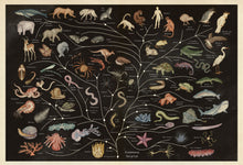 Load image into Gallery viewer, Inside spread has black background with white border and illustrated &#39;evolutionary tree of life&#39;. Lines starting from the middle-bottom of the page branch out. Around the lines are different animals and names for their types, for example, next to an illustration of a tortoise, it reads &#39;reptiles, turtles and tortoises&#39;.
