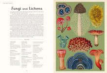 Load image into Gallery viewer, Inside spread shows subtitle &quot;Fungi and Lichens&quot; with a few paragraphs below. The opposite page shows images of funghi and lichens, and the previous page shows a key to these drawings.
