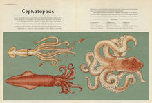 Load image into Gallery viewer, Inside spread shows two pages on Cephalopods. 4 paragraphs of text sit above an illustration of a long-armed squid, whip-lash squid and angel octopus. There is a key providing details on each animal, including their name, latin name, mantle length, and a fact. Top left of the page reads &#39;invertebrates&#39;. 
