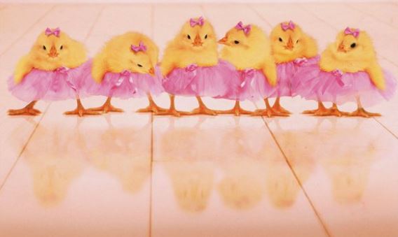 Image for card shows 6 chicken chicks all wearing pink bows and tutus while standing in a horizontal line. 
