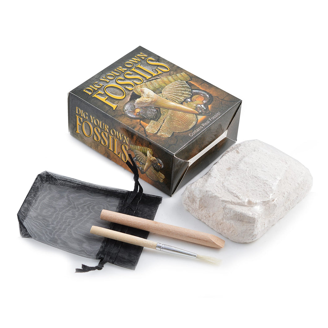 Dig Your Own Fossils box with white block, black drawstring bag, wooden brush and tool beside it. Box shows images of fossils and reads 'contains real fossils'. 