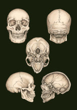 Load image into Gallery viewer, Black postcard shows a skull from 5 different angles. 
