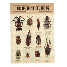 Load image into Gallery viewer, Packaging has 11 beetles with their latin names below. Title of packaging reads &#39;a guide to beetles temporary tattoos&#39;. 
